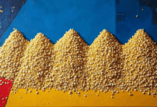 数据简介的编写技巧是什么？-Raccoon