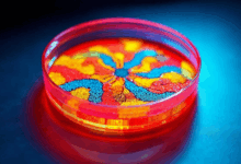 知识检索中的深度学习技术应用-Raccoon