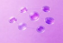 个性化分析帮助企业洞察用户需求-Raccoon