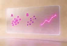 哪个个性化方案生成工具最好用？-Raccoon
